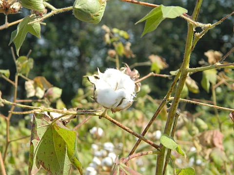 The study has found seed companies to be violating norms for Bt cotton (Credit: Moyna/CSE)