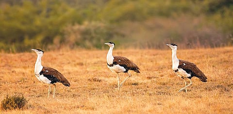 It is rare to spot
a Great Indian
Bustard in the
Rollapadu Wildlife
Sanctuary (Photo: Forest Department Of Gujarat)
