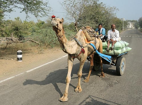 Traditional use of camel for transportation in declining (Credit: Güldem Üstün/Flickr)