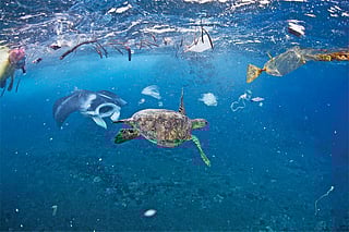 Save our seas