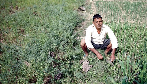 Farmers in Gorakhpur are growing a greater number of crops on the same piece of land, thus increasing cropping intensity