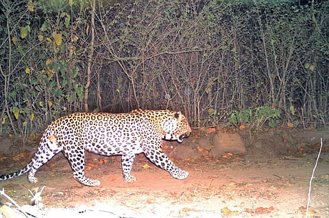 A camera trap footage of the leopard who is suspected to have killed the section officer at the Motichur range of the Rajaji National Park on May 18 (Source: Uttarakhand forest department)