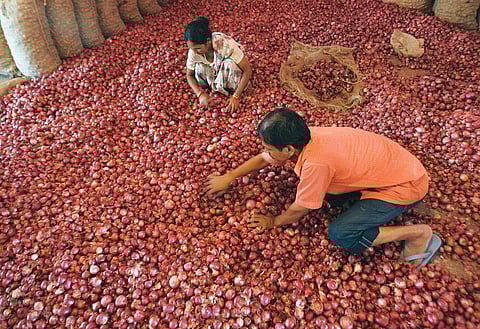 The tragedy with farmers is that they earn less as they grow more. Last year, farmers of Kurnool district in Andhra Pradesh were forced to sell onions for less than Rs 1 per kg (Photo: Reuters)