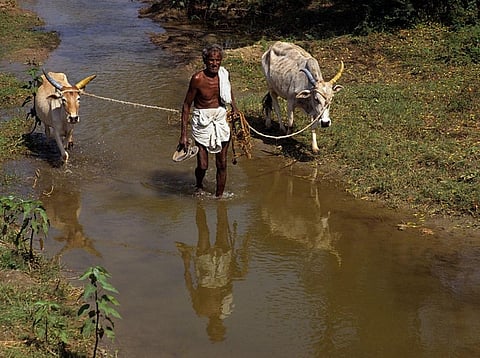 Apex court observed that any help to distressed farmers should not be compensatory but preventive in nature. Credit: Wikimedia commons