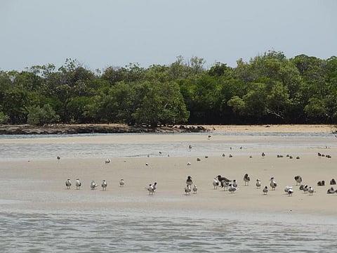 The delta region is considered drought-prone due to erratic rainfall and sandy soils. Credit: Wetlands International Kenya