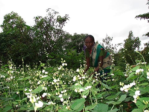 अब नैनोसैटेलाइट से लगेगा फसलों में नाइट्रोजन की कमी का पता, उपज में होगा सुधार