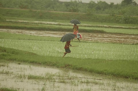 Since 2002, the daily rainfall average has increased by 1.34 millimeters. Credit: Agnimirh Basu / CSE
