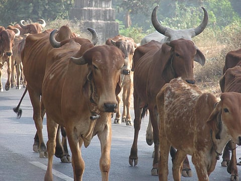 महाराष्ट्र में वर्ष 2015 में गौमांस पर प्रतिबन्ध लगाया गया। इसके बाद से देश में मांसाहार और गौ-हत्या के नाम पर हिंसा का माहौल बनाने का सन्देश भी दे दिया गया। Credit: Ravleen Kaur