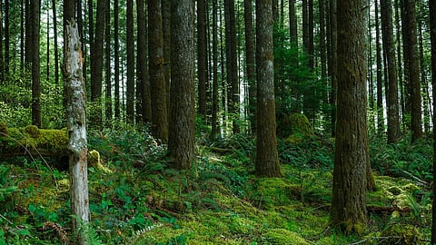 Understanding forest resources and how they change is key to address climate change (Credit: Loren Kerns/Flickr)