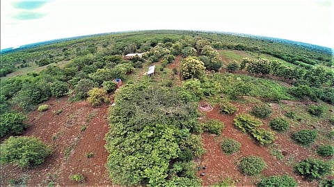 Aranya Farm, a permaculture site in Telangana. Credit: Praveen Teegala, IPC India