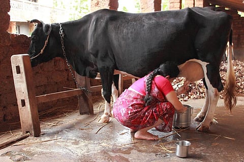 Desi cow’s milk has lesser fat content as compared to the Jersey cow (Credit: Suchitra Photography/Flickr)