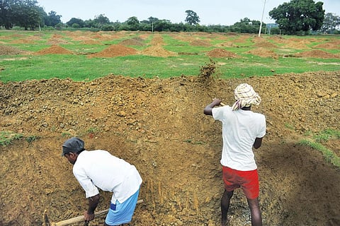 MGNREGA beneficiaries in Sasandih village in East Singhbhum district work on a mango plantations. Several of them have not received wages for the past two months as the operator wrongly entered their Aadhaar numbers in the management information system maintained under the scheme (Photo: Photographs: Adithyan)