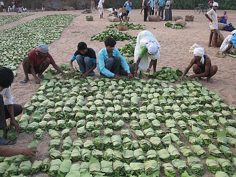 Kendu leaves are a nationalised product, meaning the state forest department has monopoly over its trade (Credit: Subodhkiran/Wikimedia Commons)