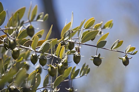 The method uses pouches covered with nanoparticles synthesized from organically-grown jojoba seeds (Kenneth Bosma/Wikimedia Commons)