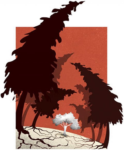 Illustration: Tarique Aziz