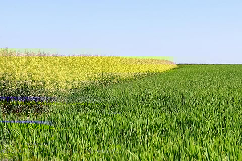 The Economic Survey has backed adoption of genetically modified seeds for increasing productivity (Credit: Giancarlo Foto4U/Flickr)