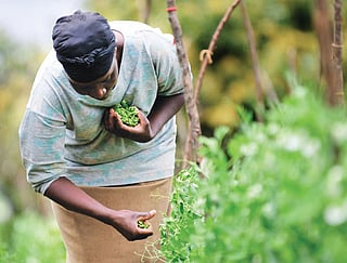 How to make Africa food self-sufficient, again?
