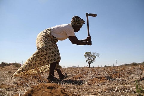 Conservation agriculture enhances soil health, improves productive capacity and conserves water
Credit: FAO Emergencies