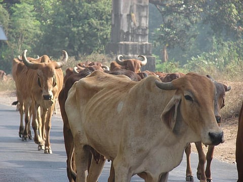 Each state has been directed to appoint a senior police officer in each district to take action against cow vigilante groups. Credit: Ravleen Kaur/CSE