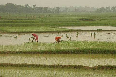 In several countries in Asia-Pacific, floodwater incursions into rice paddies has long been a major problem (Agnimirh Basu/CSE)