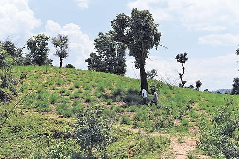 The Oraon brothers of Armu village in Palamu Tiger Reserve have dumped paddy cultivation for lemongrass to evade elephant attacks (Photo:Adithyan PC)