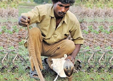 Half the global snake bite deaths happen in India. Why are we not prepared?