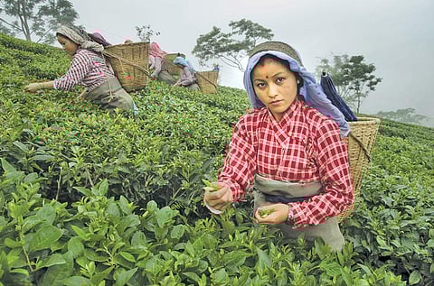 Photographs: Namring Tea Estate