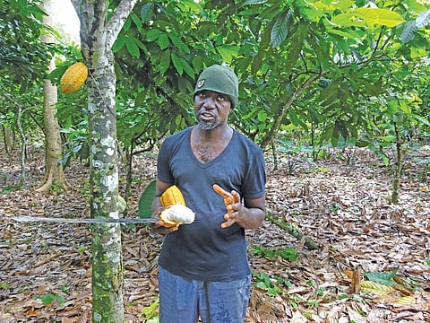 Cocoa farmer Tafo-Nobi says he will have to look for other sources of income if the government does not hike the procurement price (Photo: Kundan Pandey)