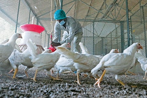 सीएसई का अध्ययन बताता है कि पोल्ट्री फार्म एंटीबायोटिक रजिस्टेंट बैक्टीरिया का भंडार बनते जा रहे हैं (विकास चौधरी / सीएसई)