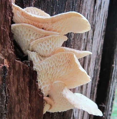 मृदा प्रदूषण से निजात दिला सकती है फफूंद की नई प्रजाति