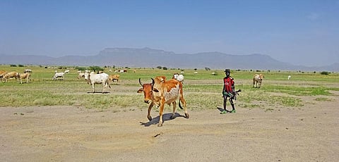 Turkana pastoralists such as Lokkwasinyan carry AK-47 when they take their cattle for grazing (Photographs: Jitendra)