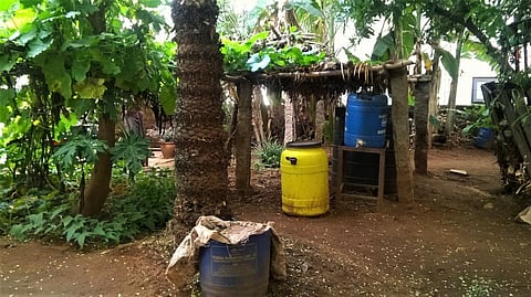 Fruit trees in the urban garden. Credit: Author