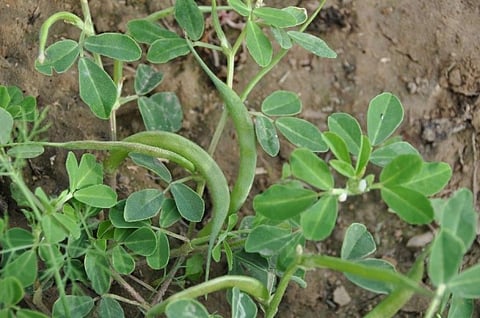 वैज्ञानिकों ने शुष्क भूमि या नमी की कमी वाले क्षेत्रों में आनुवांशिक परिवर्तनशीलता द्वारा ऐसी किस्में तैयार करने का प्रयास किया है, जो कम पानी में भी मेथी की उत्तम गुणवत्ता वाली अधिक उपज दे सकेंगी।