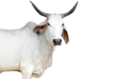 The Kankreji breed of indigenous cattle originates in the desert regions of Northwest India