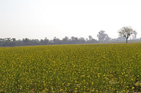 GM mustard would have been the first transgenic food crop to be allowed for commercial cultivation. Credit: Wikimedia Commons