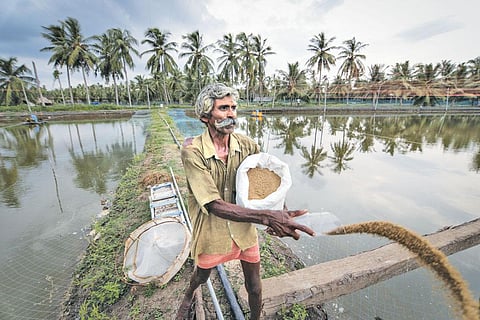 A saline water pond to cultivate Pacific white shrimp (Photos: Vikas Choudhary)