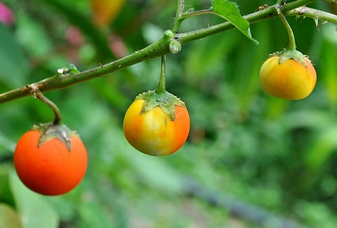 Scientists identified biochemical and molecular mechanisms in wild tomato that makes them resistant to early blight. This can help improve commercial varieties and develop tomato cultivars resistant to EB in future.Credit: whologwhy/Flickr