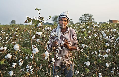 Cotton fields of Vidarbha have turned into a deathbed for farmers. Some 35 farmers have died in the region since July due to pesticide poisoning. (Photo: Vikas Choudhary)