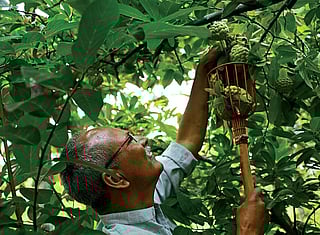 Is permaculture a real solution to agricultural distress?