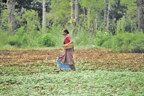 10 एकड़ के अरण्य फार्म में परिवार की जरूरतों को पूरा करने के लिए दो एकड़ में ही अनाज, दालें और तिलहन की फसल उगा ली जाती है। बाकी के आठ एकड़ में सदाबहार फलों के पेड़ और व्यवसायिक पेड़ों को उगाया गया है (फोटो: आदित्यन पीसी / सीएसई)