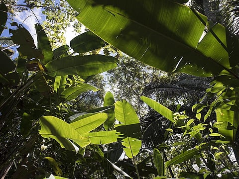 Permaculture practitioners believe that this can be a solution for sustainable farming system. Credit: Maddy Harland