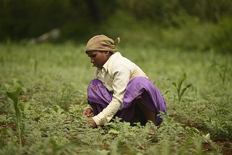 The timescale of wet and dry spells during monsoon is the most important consideration for farmers who rely on rainfed agriculture
Credit: Adithyan PC
