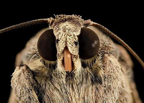 By early 2017, 13.5 million tonnes of maize in Africa had been lost to armyworm—an insect with a voracious appetite and reproduction rate. Credit: USGS Bee Inventory and Monitoring Lab / Flickr
