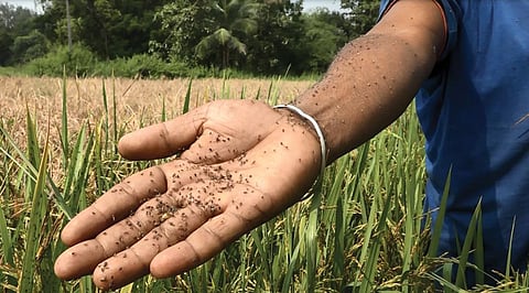 A farmer holds burnt Brown plant hoppers, a species that feeds on paddy (Photo: Umesh Biswal)