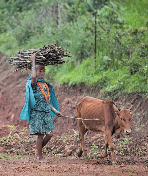 Malkangiri, Odisha: Women in India do almost 10 times as much unpaid work as men. Carrying big bundles of firewood in rural areas often falls on women's shoulders (Photo: Vikas Choudhary)