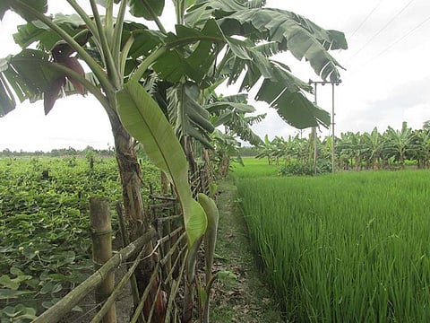 Banana forms a windbreak for vegetables and paddy. Photo: Chinmoy Das.