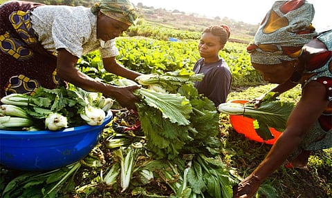 Most agricultural policies fail to consider differences in the resources available to men and women, their roles, labour burdens and the constraints they face. Credit: Wikimedia Commons