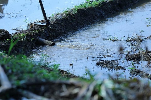 We should extract active nitrogen from the sewage and use them again as fertiliser. Credit: Wikimedia Commons