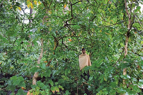 Divine spirits at risk