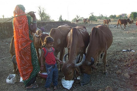In India, livestock ownership is mostly household-based, particularly among marginal and small-scale farmers